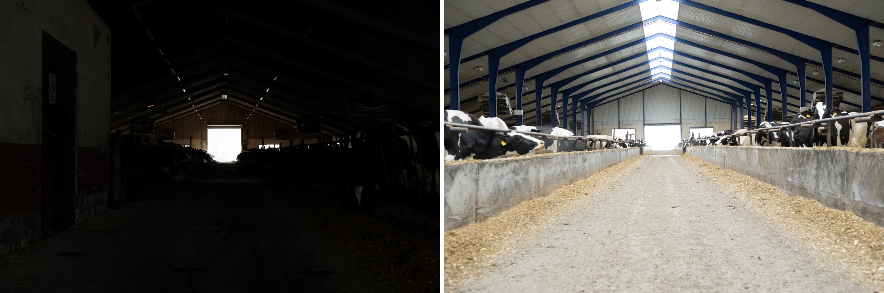 Comparison of two dairy barns, B4 barn built in 1990 (left) and B9 barn built in 2014 (right), photographed with the same camera settings, same barn orientation, on the same day, and under a similar sky condition, showing the contrast created by substantially different DF.