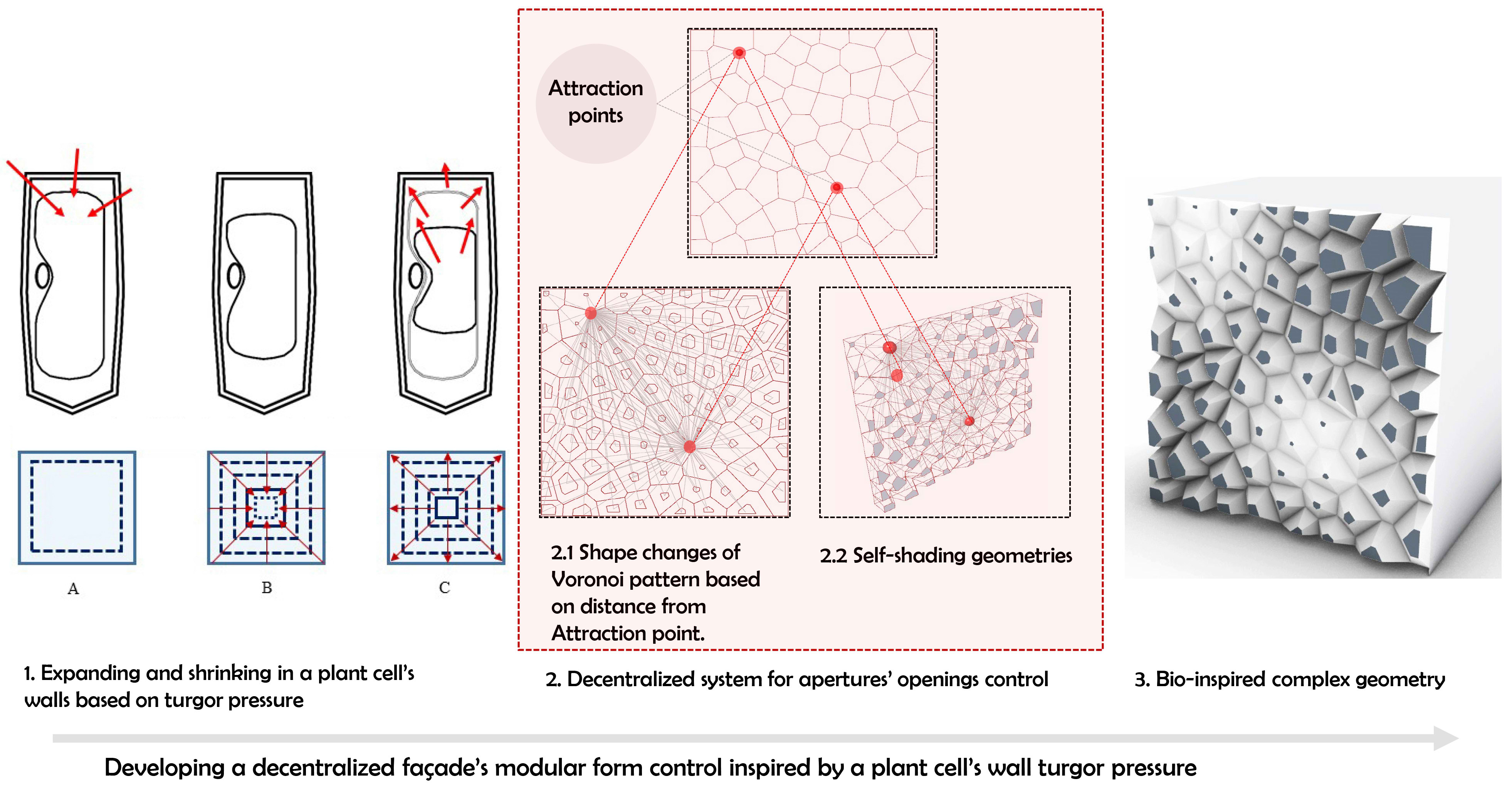 Developing a decentralized façade’s modular form control inspired by a plant cell’s wall turgor pressure.
