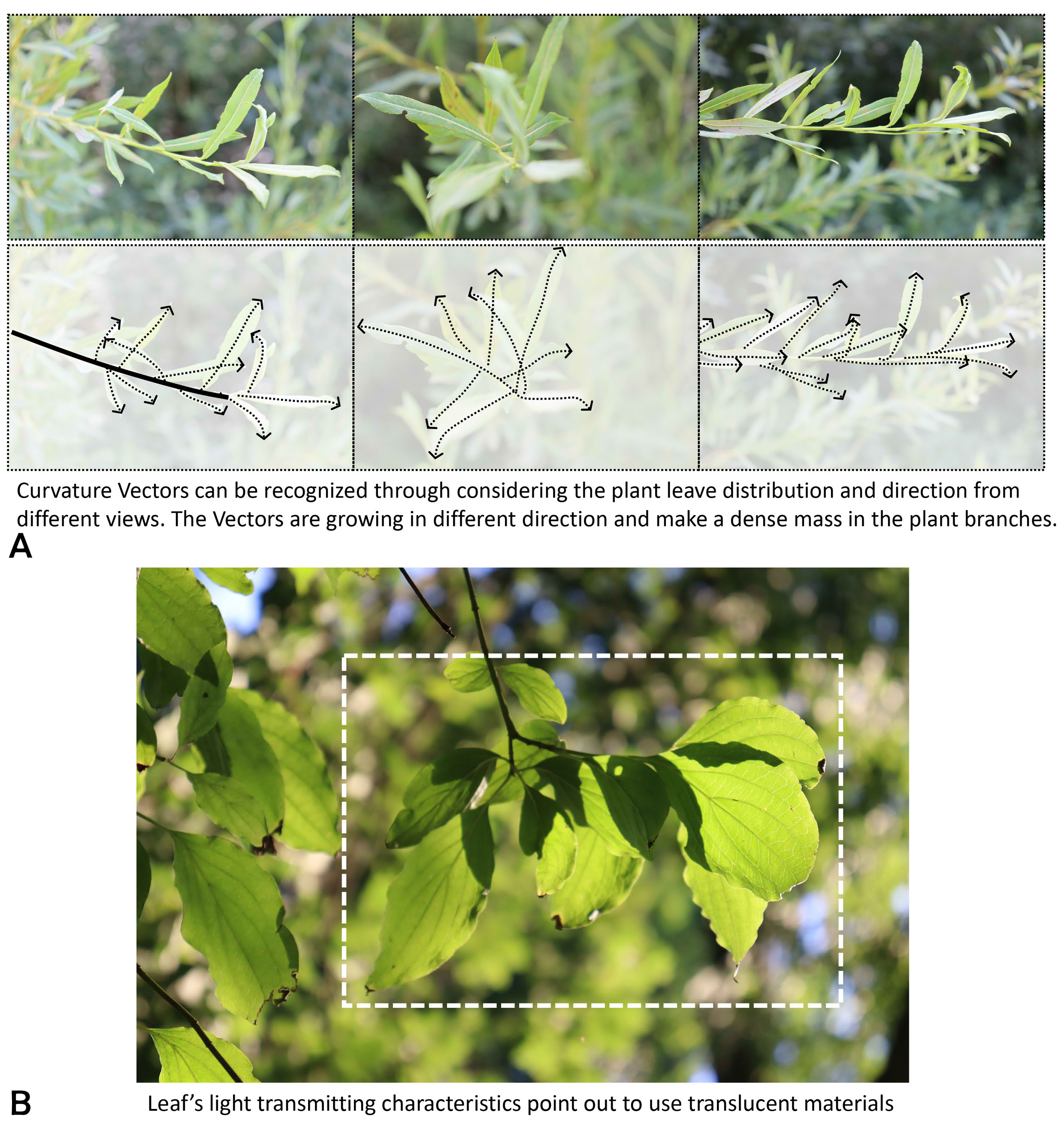 (a) Leaf curvature vector, (b) Light Transmitting Characteristics.