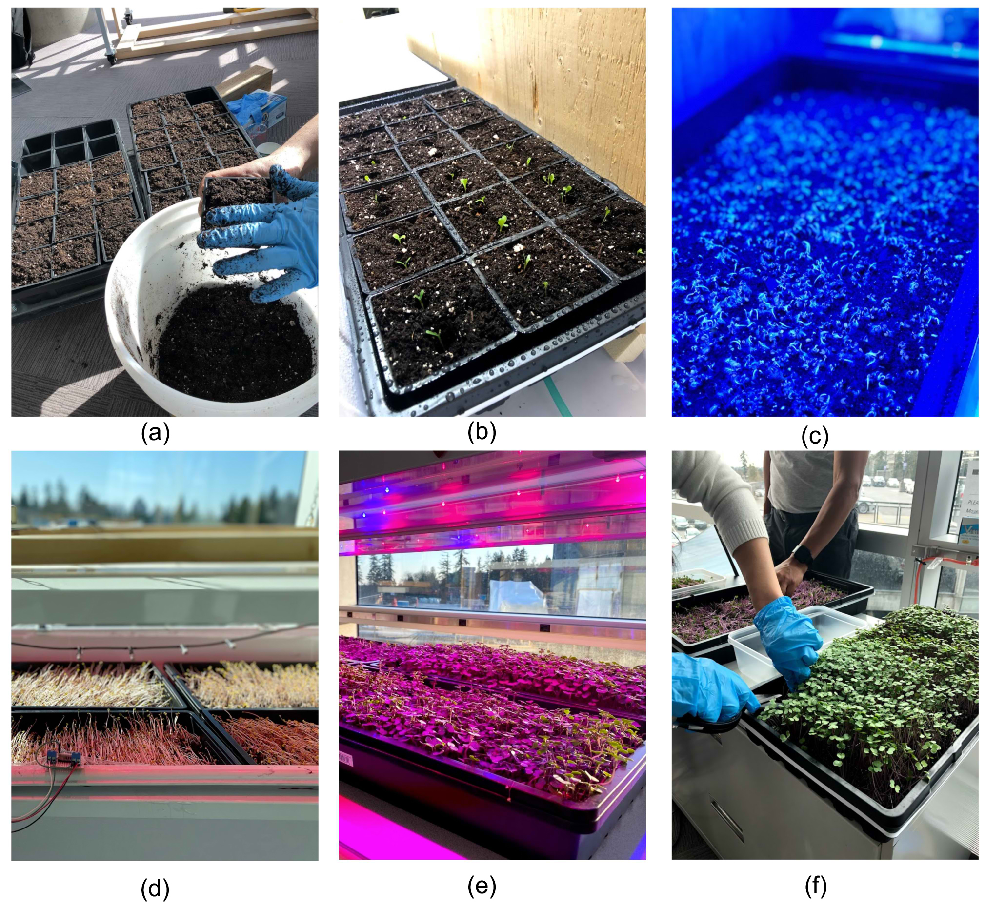 Stages of planting the kale microgreen: (a) sowing, (b) germination, (c) LED complete dimming, (d) LED no dimming, (e) LED partial dimming and (f) plant harvesting.