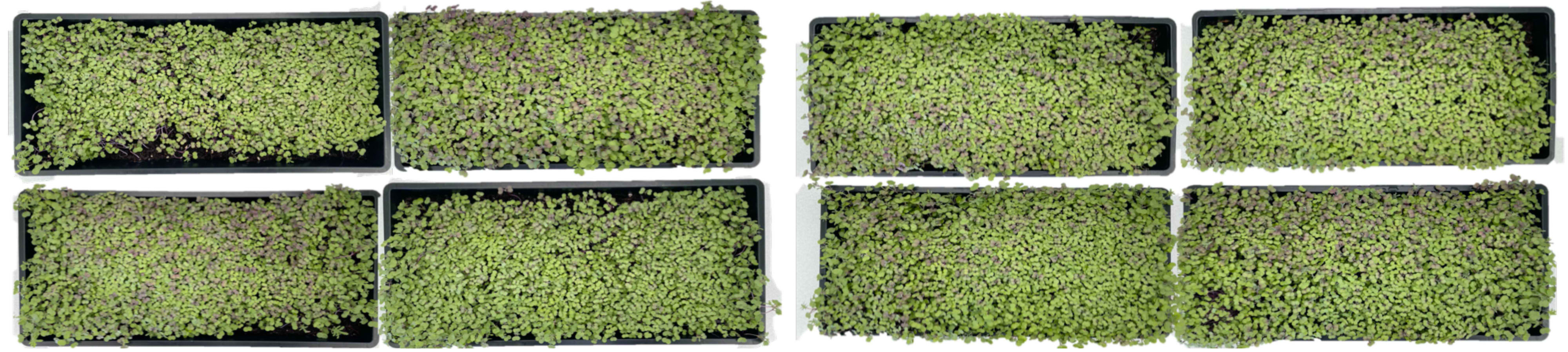 Top view of the microgreen kale in plant trays: (a) time scheduling lighting system and (b) proposed feedback lighting control system.
